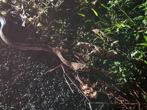 Australian Scrub Python sighting