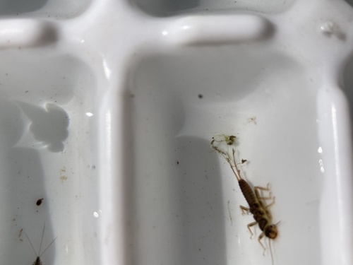 iNaturalist observation photo of Stoneflies