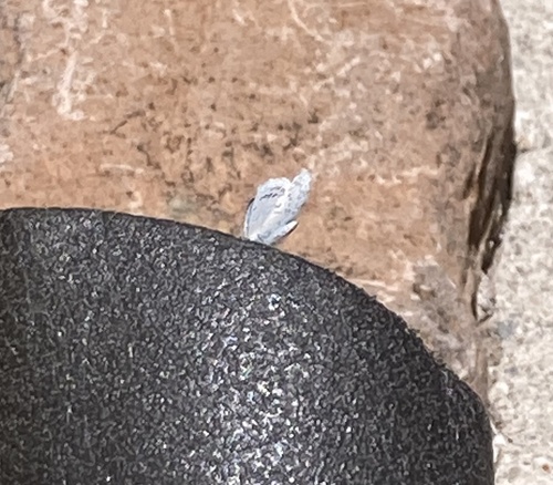 iNaturalist observation photo of Boisduval's Blue