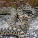 Great Basin Gopher Snake - Photo (c) rosalie-rick, all rights reserved, uploaded by rosalie-rick