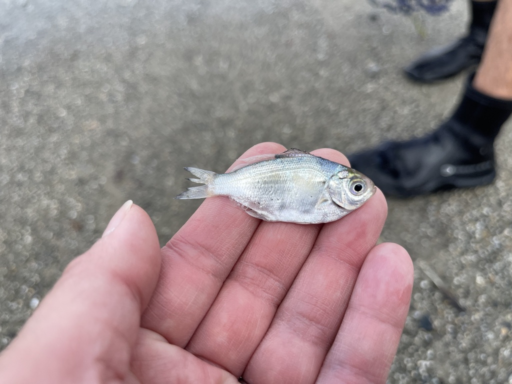 Walleye Surfperch from North Pacific Ocean, Pacifica, CA, US on June 17 ...