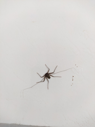 Charinus potiguar · iNaturalist