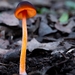 Pluteus flammipes - Photo (c) Mauricio Aguirre Diaz, all rights reserved, uploaded by Mauricio Aguirre Diaz