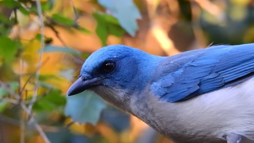 Mexican Jay