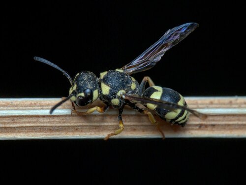 Subspecies Pterocheilus phaleratus luteiscapus · iNaturalist