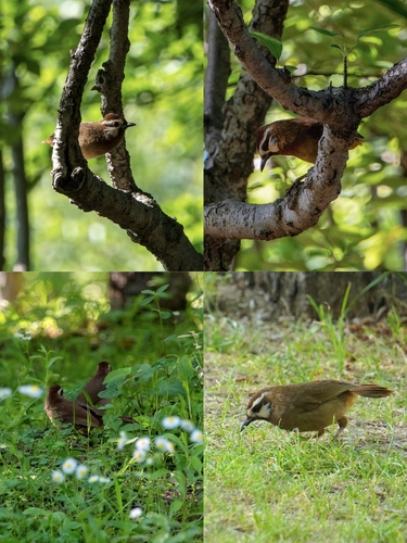 White-browed Laughingthrush