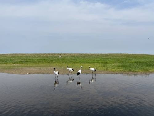 Red-crowned Crane
