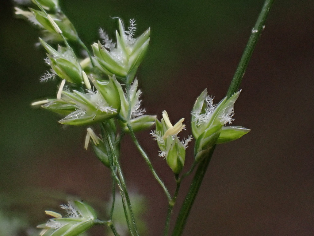 Annual Meadow-grass (Poa annua) · iNaturalist