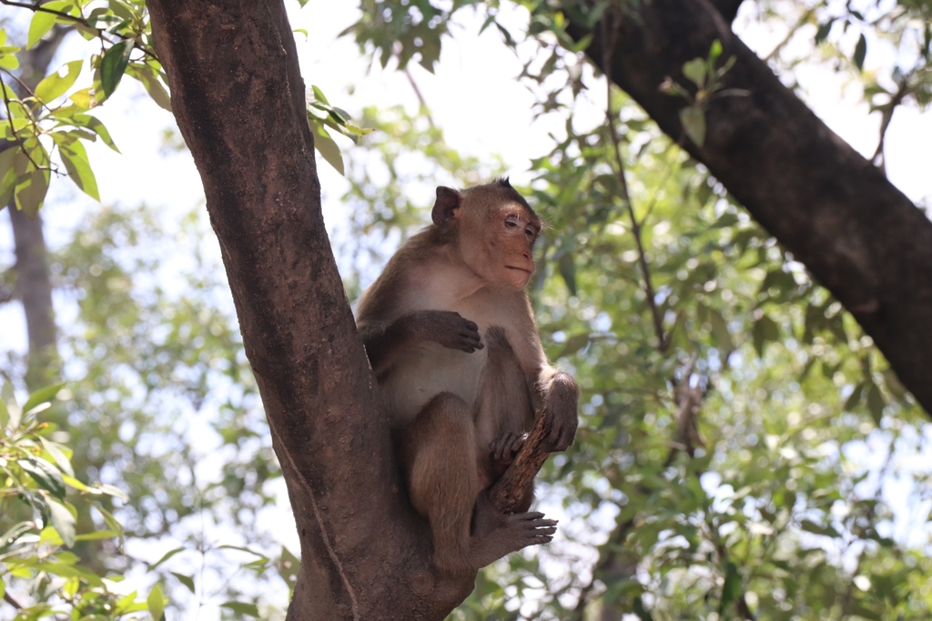 Long-tailed Macaque in June 2023 by Kerkwit Poompayak · iNaturalist