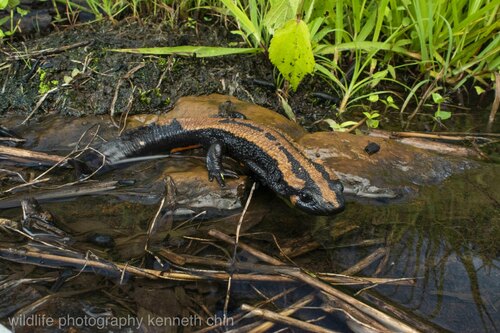Laos Warty Newt - Photo (c) Kenneth Chin, all rights reserved, uploaded by Kenneth Chin