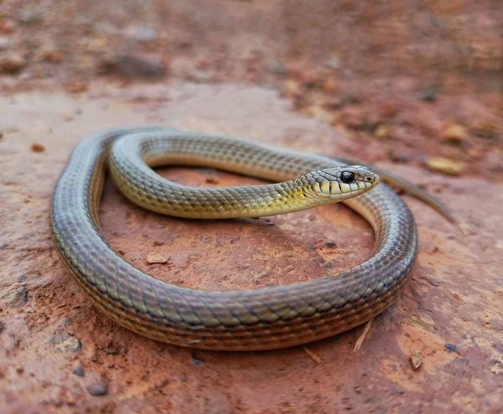 Scorpion Snake from Localização: -20,186794, -43,948190 on November 9 ...