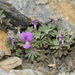 Viola diversifolia - Photo (c) Thomas Silberfeld, todos los derechos reservados, uploaded by Thomas Silberfeld