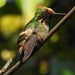 Short-crested Coquette - Photo (c) Andre Sebastian, all rights reserved, uploaded by Andre Sebastian