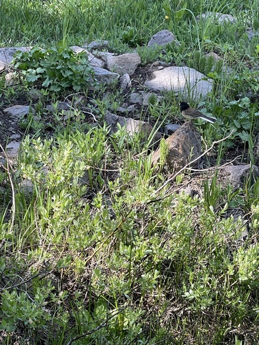 iNaturalist observation photo of Dark-eyed Junco