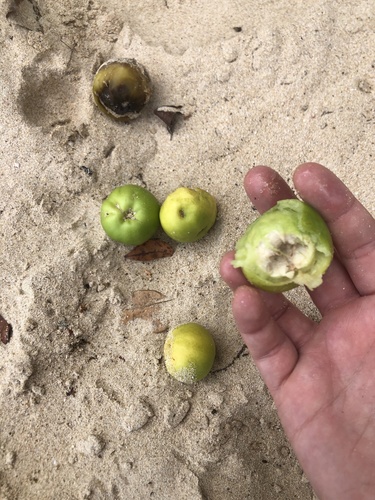 Hippomane mancinella - Whole tree