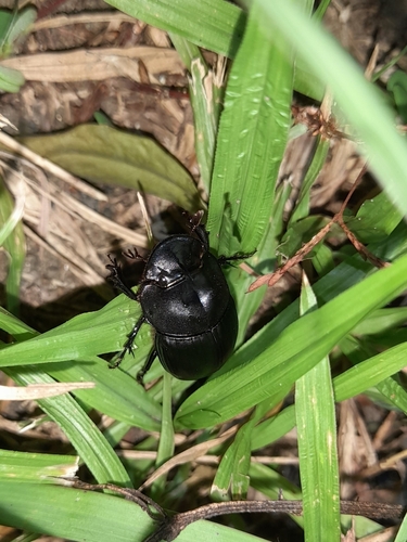 Catharsius javanus
