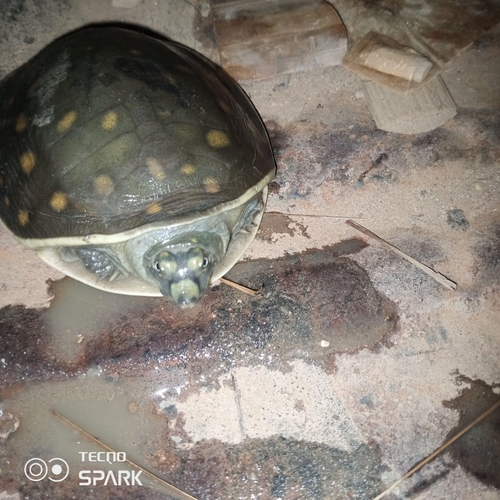 Indian Flapshell Turtle