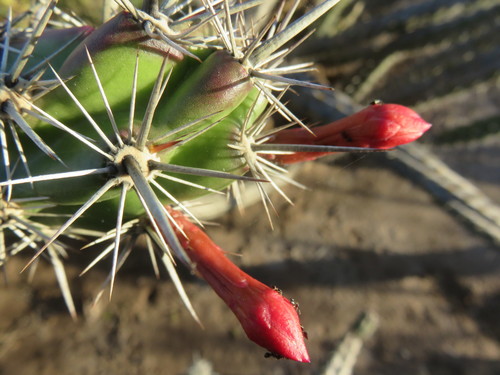Octopus Cactus