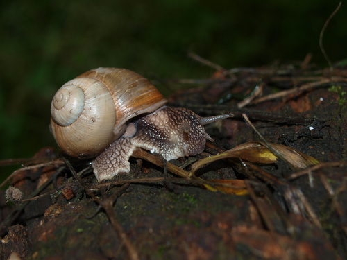 Helix lutescens