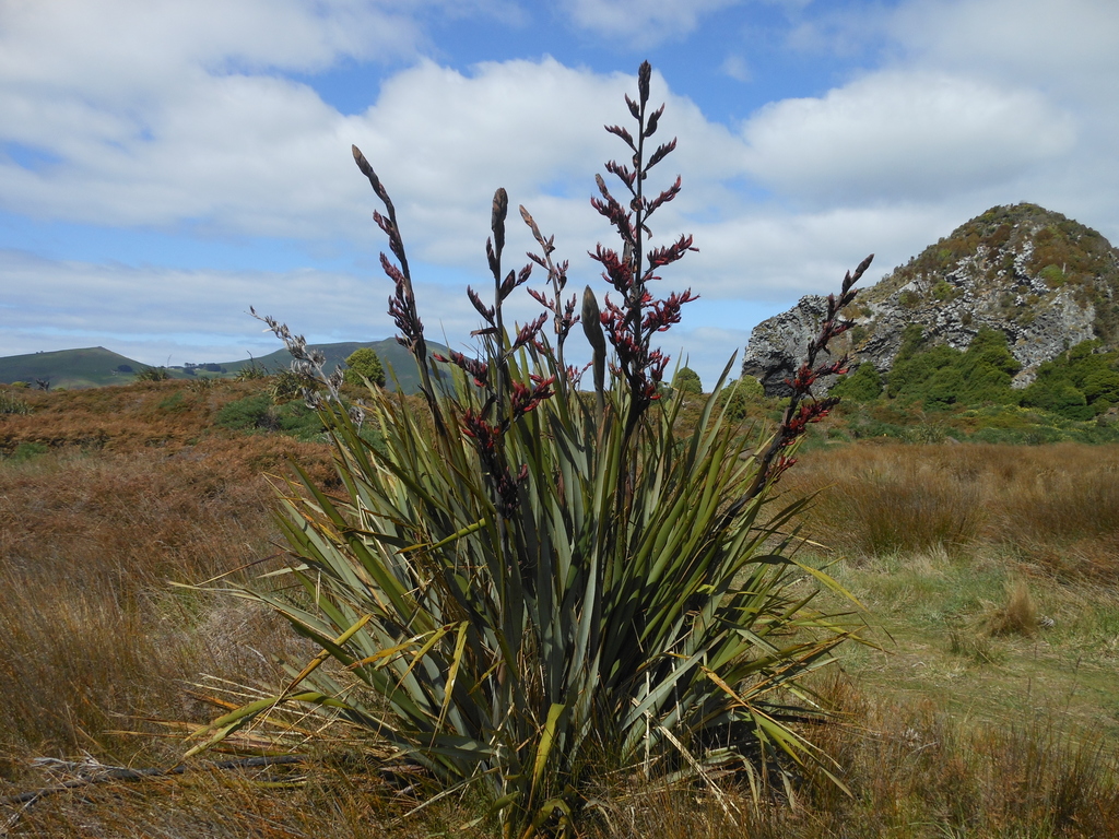 Phormium tenax