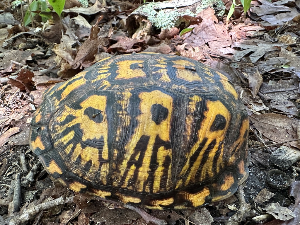 Eastern Box Turtle In June 2023 By Bugchik INaturalist   Large 