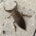 Lethocerus - Photo (c) mypetty, all rights reserved