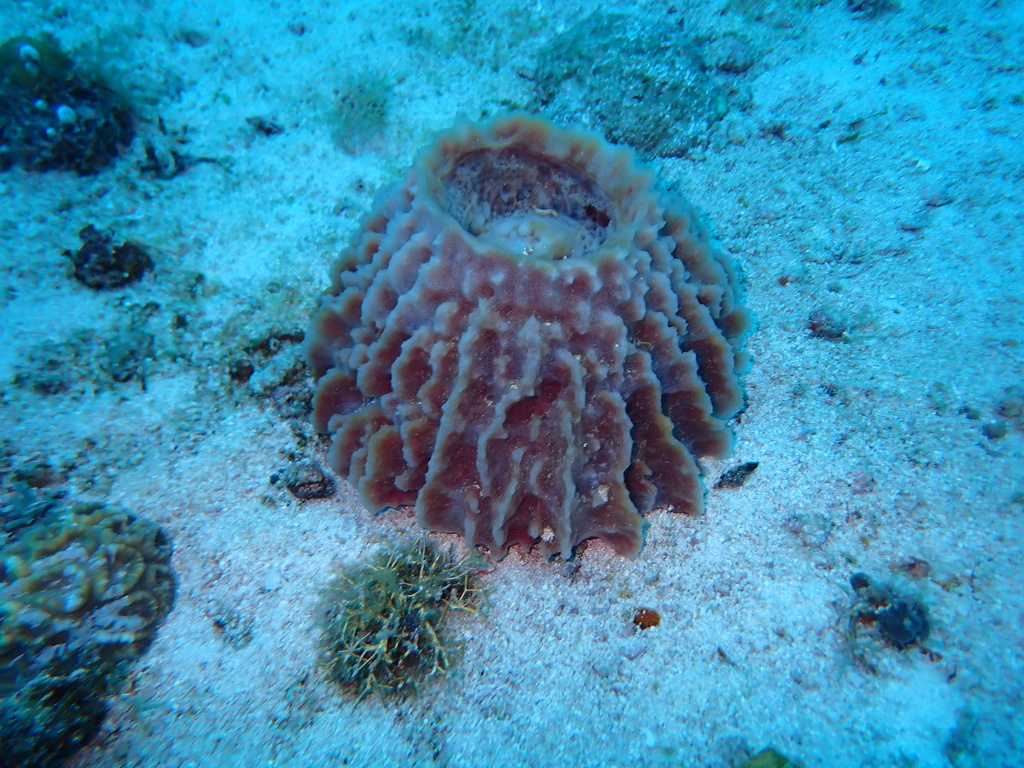 Barrel sponge