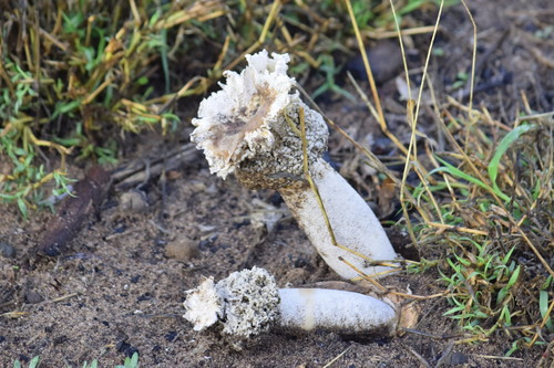 Itajahya galericulata Möller