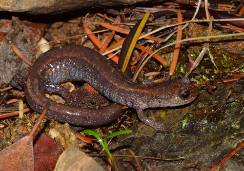 Del Norte Salamander
