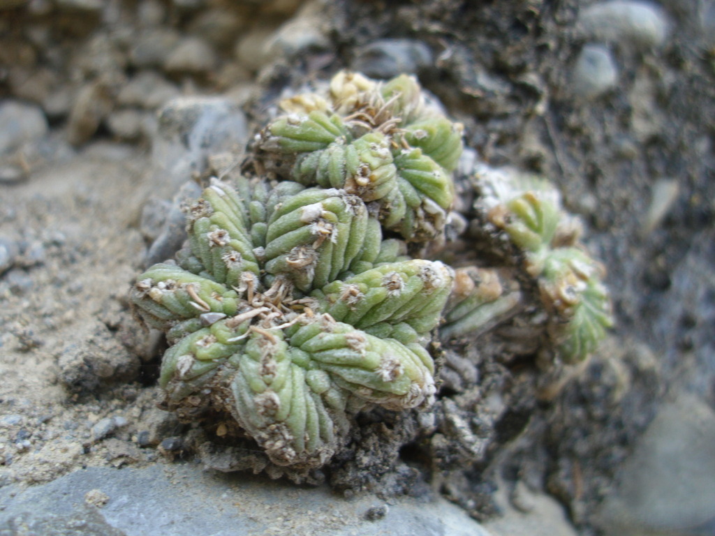 Aztekium ritteri in April 2009 by Margarita Barba · iNaturalist