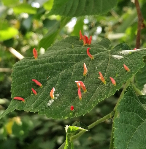 Liepinė gyslinė erkė nuotrauka
