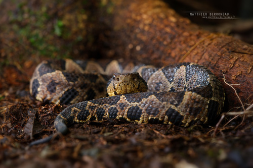 Mexican Jumping Pit Viper