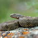 Queretaran Dusky Rattlesnake - Photo (c) Matthieu Berroneau, all rights reserved