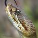 Basilisk Rattlesnake - Photo (c) Matthieu Berroneau, all rights reserved