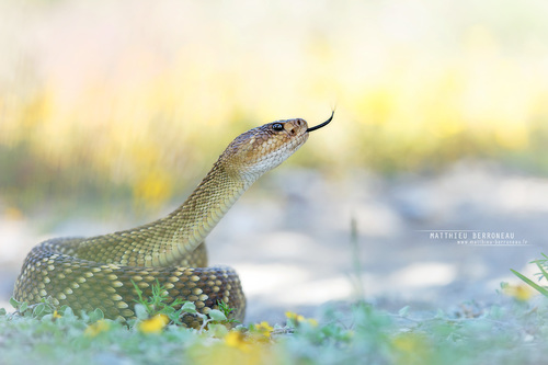 Western Black-tailed Rattlesnake
