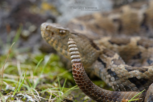Mexican Pygmy Rattlesnake