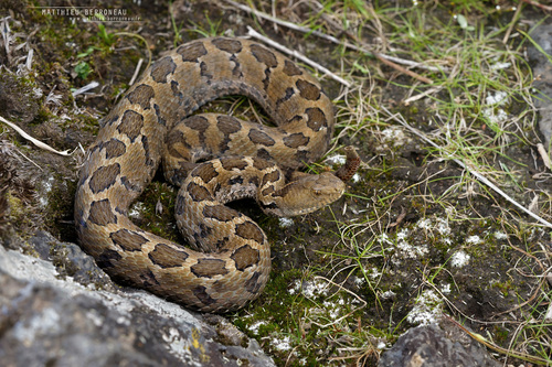 Mexican Pygmy Rattlesnake