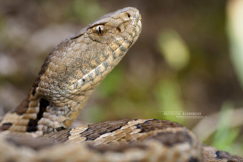 Mexican Pygmy Rattlesnake
