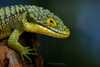 Terrestrial Arboreal Alligator Lizard - Photo (c) Matthieu Berroneau, all rights reserved