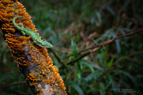 Terrestrial Arboreal Alligator Lizard