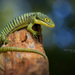 Reptiles - Photo (c) Matthieu Berroneau, all rights reserved