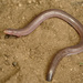 Three-toed Worm Lizard - Photo (c) Matthieu Berroneau, all rights reserved