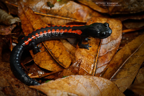 Giant False Brook Salamander