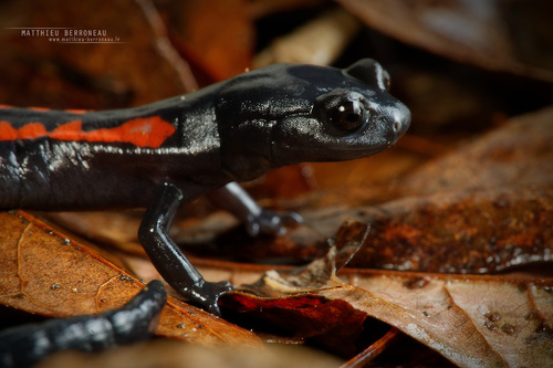 Giant False Brook Salamander