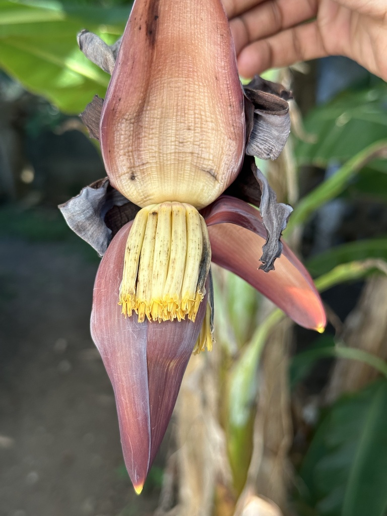 Cavendish banana from Bequia, Saint Vincent and the Grenadines, VC on ...