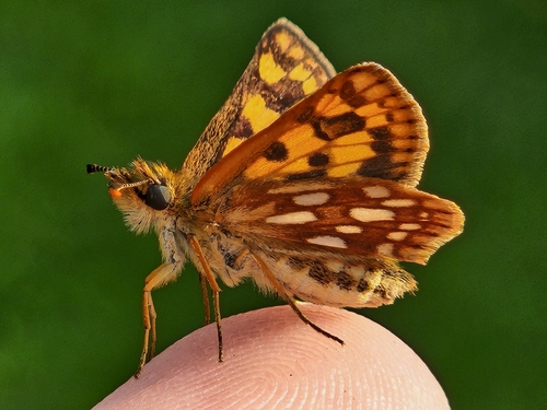 Arctic Skipper