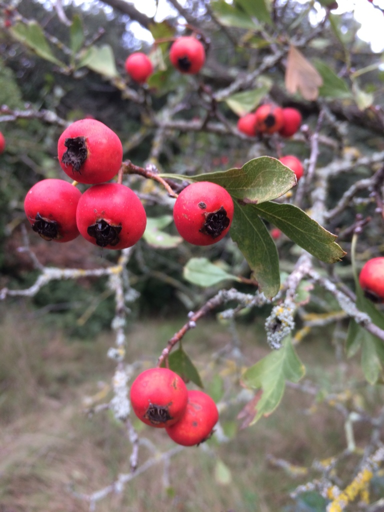Crataegus azarolus — an easy houseplant, prefers full sun light