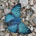 Mariposas Azules - Photo (c) Jim Anno, todos los derechos reservados, subido por Jim Anno
