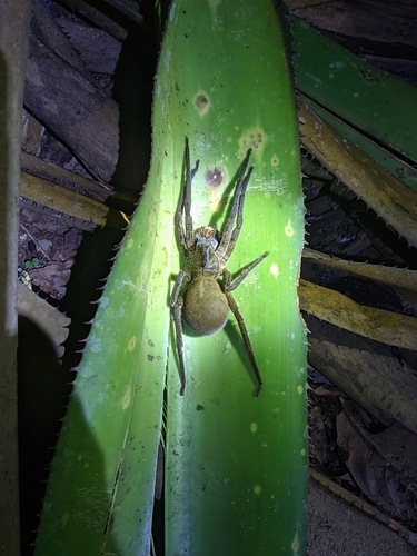 Phoneutria bahiensis