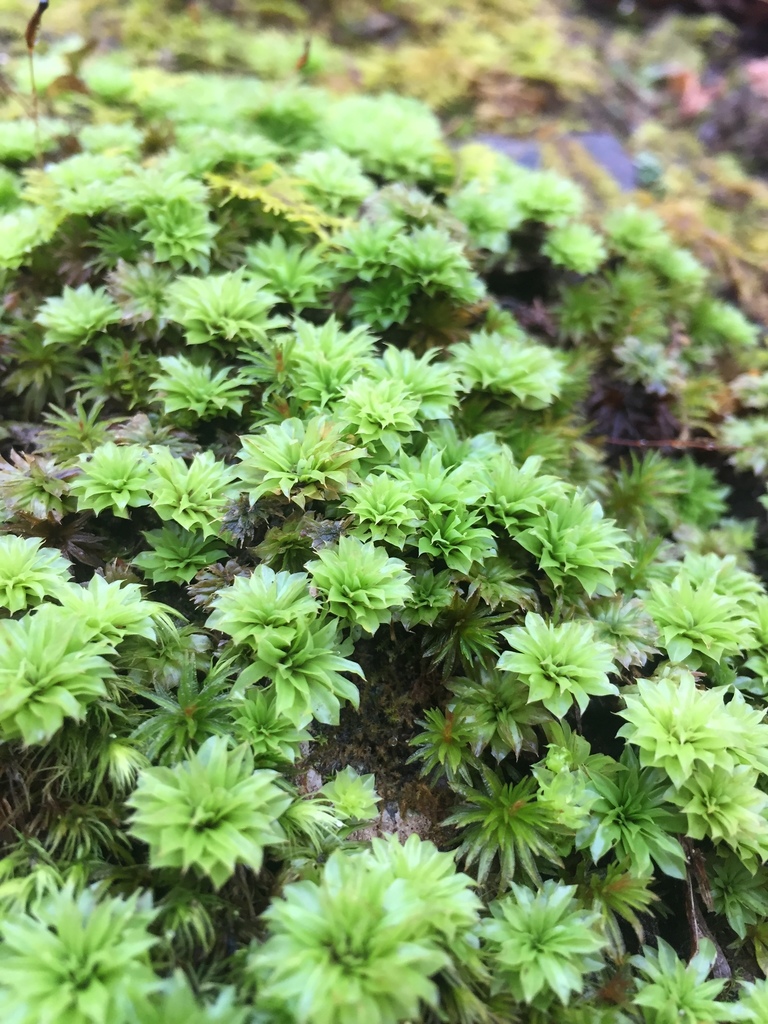 Rhodobryum ontariense (Rhodobryum ontariense)